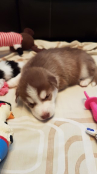 Siberian husky stuning pups for sale