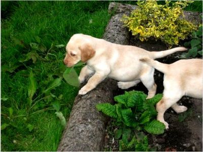 Akc reg Golden Retriever puppies looking ror thier new homes