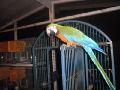 Our adorable Rainbow beauty Harlequin Macaw, hand tamed-will ship....
