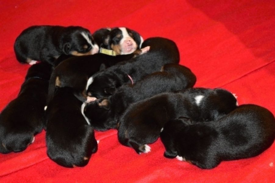 Greater Swiss Mountain Dog - FCI pedigree