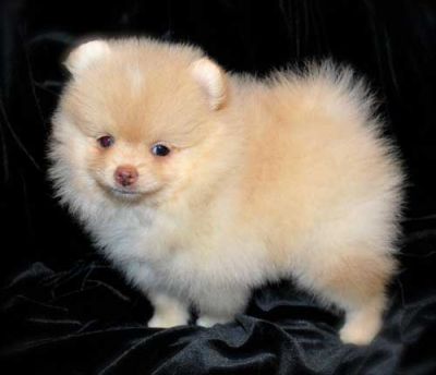 lovely male and female Pomeranian puppies for adoption.