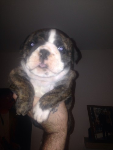 Bulldog Pups Out  adoption