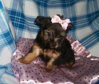 Gorgeous Yorkshire terrier pups for sale, 10 weeks