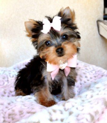   Micro Teacup Yorkie Puppies for sale