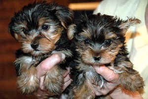 Healthy male and female Teacup Yorkie Puppies Text 208-266-7525