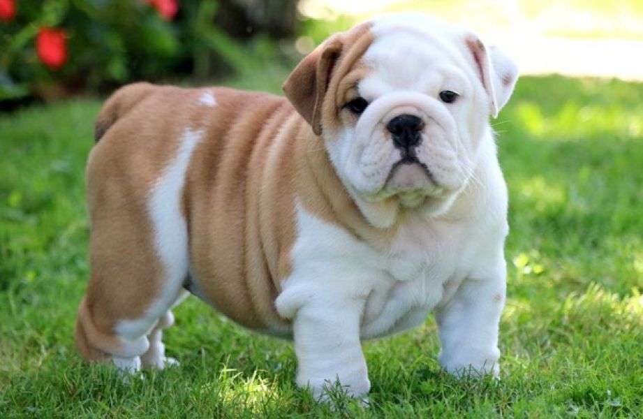 English bulldog puppies