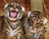 SIBERIAN TIGER CUBS FOR SALE