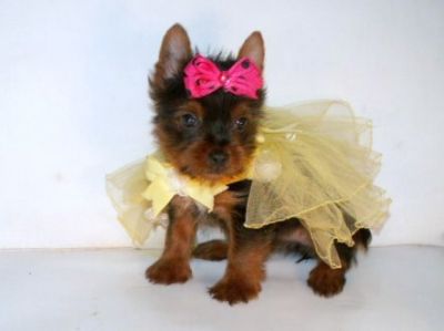 Cute and lovely Yorkie puppies for free adoption