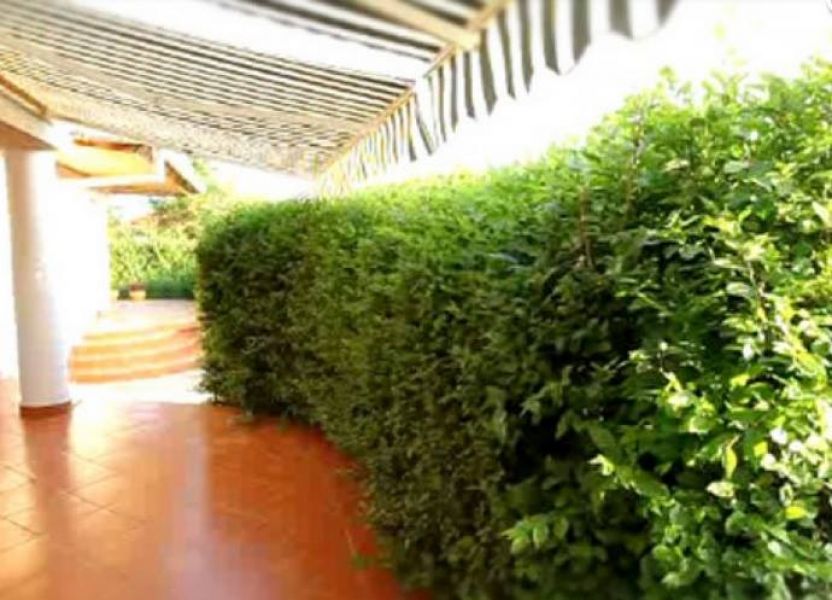 Fast Growing Hedges