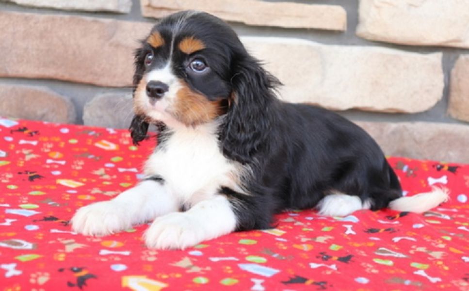 Available Cavalier King Charles Spaniel Pups For adoption