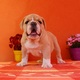 MALE AND FEMALE  ENGLISH BULLDOG PUPPIES FOR ADOPTION.