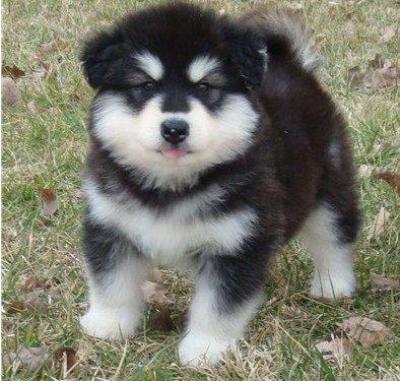Cute siberian husky puppies for- re-home
