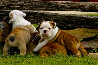 Pair of English Bull Puppies to make your family happy 