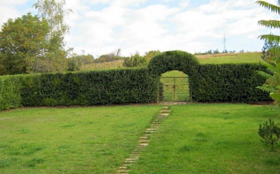 Fast Growing Hedges
