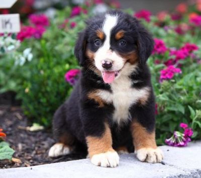 Bernese Mountain Dog Puppies for Sale