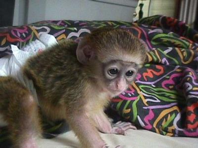 lovely baby capuchin monkeys for adoption
