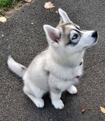 Healthy Cute Siberian Husky Puppies Ready for adoption.