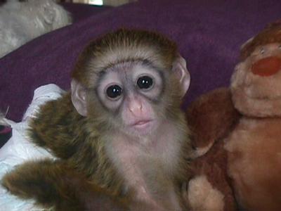  Healthy charming capuchin monkeys for adoption 