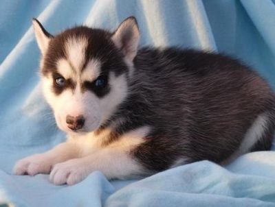 siberain husky for sale