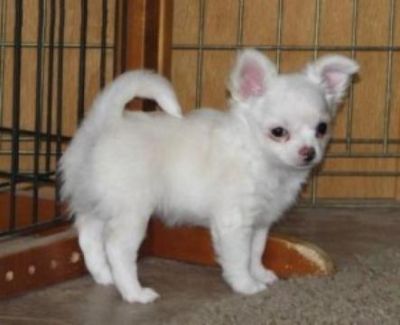 chihuahua puppies for adoption 