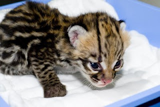 savannah ,ocelot kitten, serval kitten and margay kittens for sale.