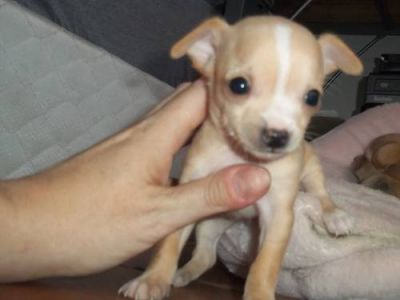 Two Male Chihuahua Pups