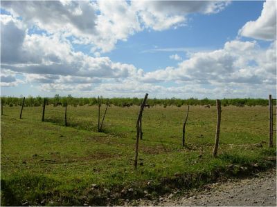 I SELL BEAUTIFUL PROPERTIES IN CHILE (lots)