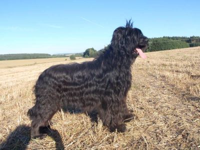 Briard - fawn and black puppies
