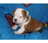 Sweet  English bulldog puppies available.