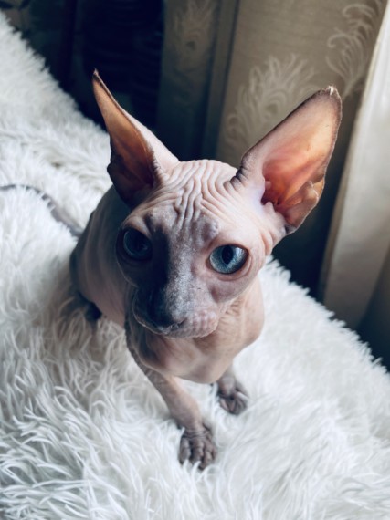 Sphynx and Bengal  kittens available for adoption