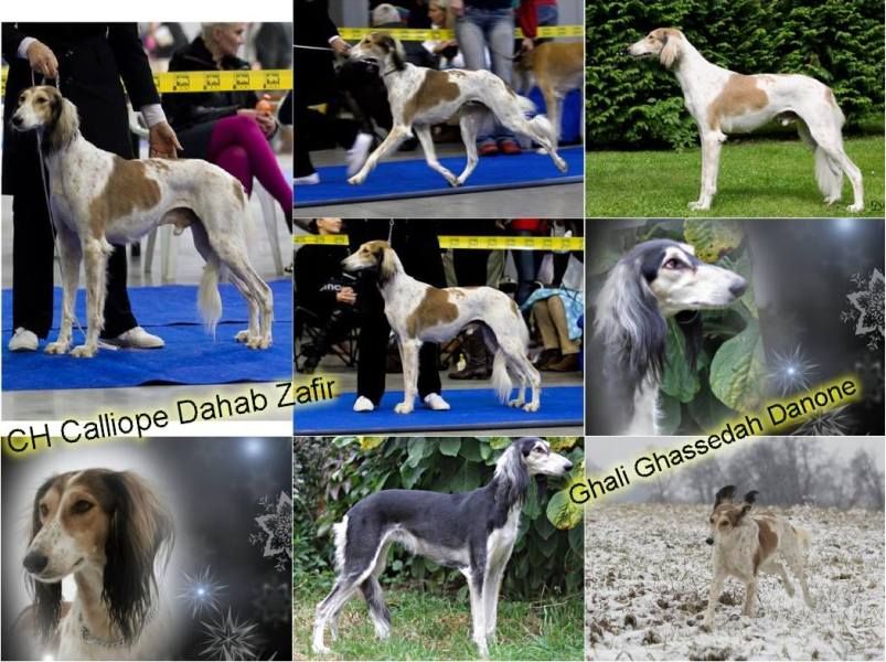 Saluki puppies for sale