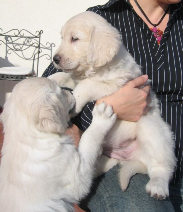 Registered Golden Retriever Puppies