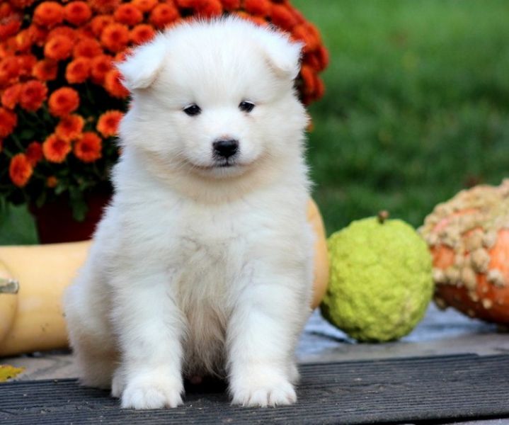 Samoyed puppies for Adoption
