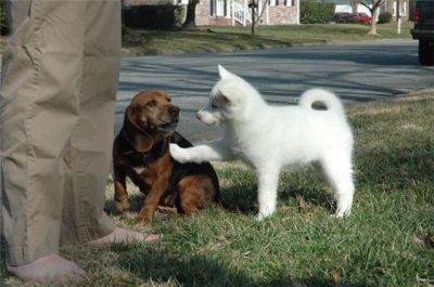 two lovely male and female milkish Siberian Husky Puppies