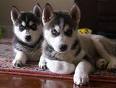 lovely and adorable Siberian husky