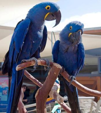 Amazing Hyacinth Macaw Parrots
