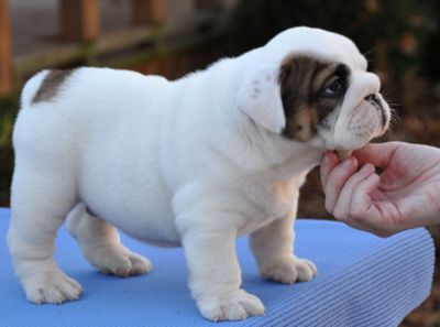 TWO AFFECTIONATE ENGLISH BULLDOG PUPPIES FOR ADOPTION
