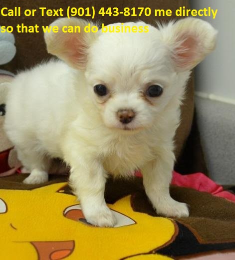 Male and female Chihuahua puppies ready now.