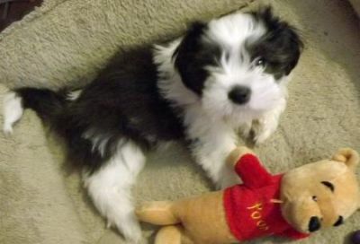 shihtzu puppies all available