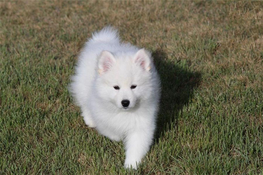 American Eskimo pups for Rehoming