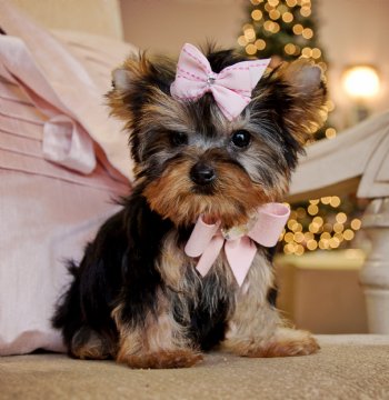 Healthy Well Trained Teacup Yorkie Puppies Available http://jenifermews.yolasite.com