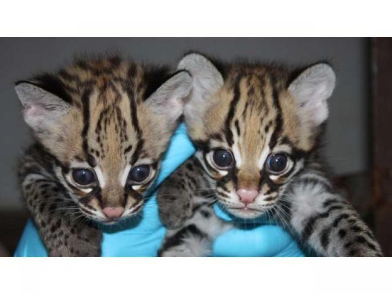 Caracal and Ocelot kittens for sale 