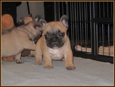 Charming French Bulldog pups, male only