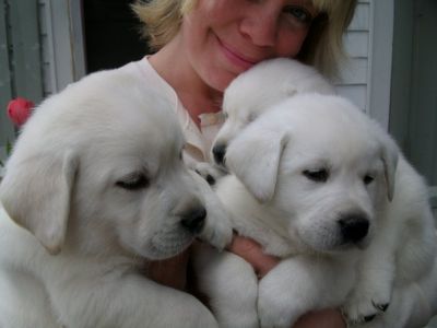 Gorgeous And Healthy Labrador Retriever Pups For Good And Loving Homes