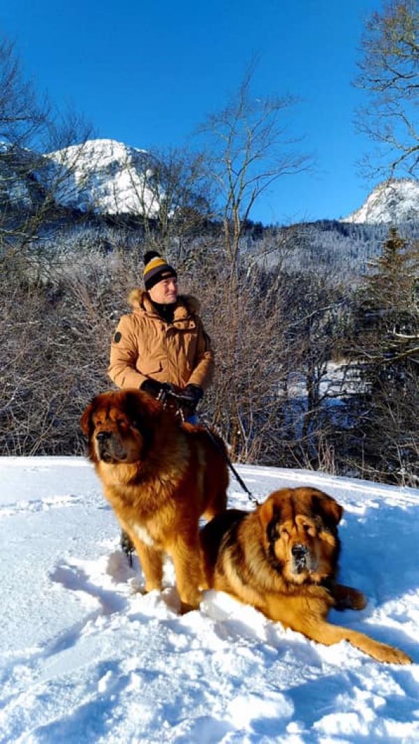 Tibetan Mastiff with FCI pedigree
