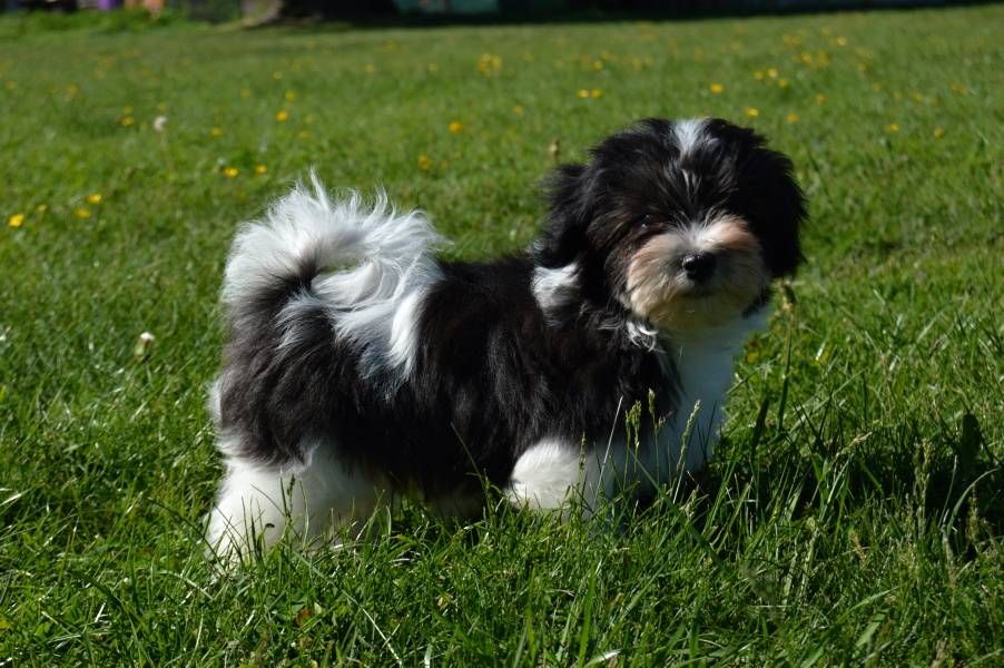 Havanese dog with pedigree FCI 