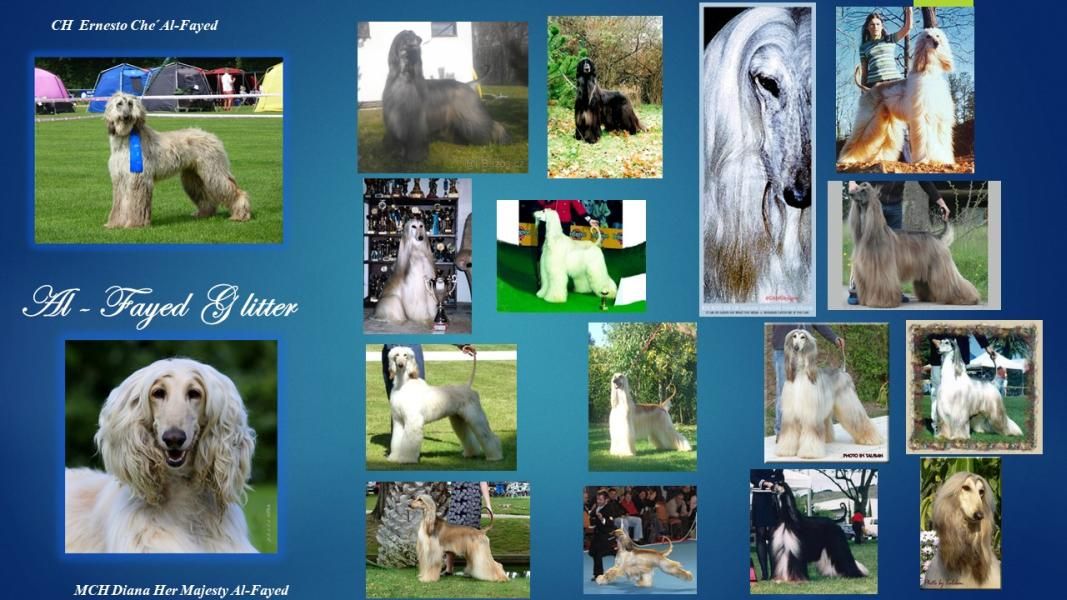 Afghan hound puppies for sale