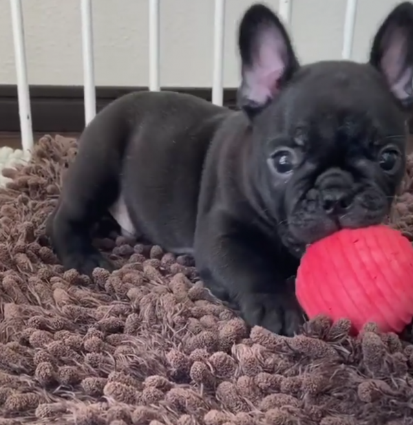 I have a beautiful 4weeks baby brindle French bulldog for sale