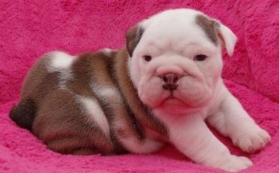 Lovely French Bulldog Pups for Adoption