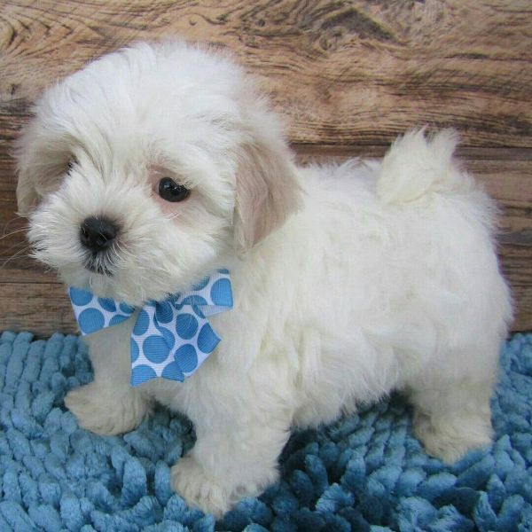 Maltipoo puppies for sale